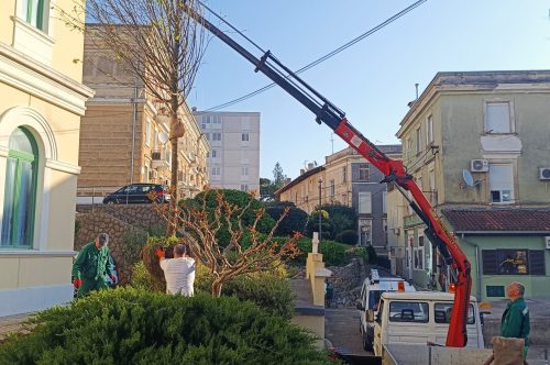 Priopćenje Parkova: Redovno održavanje zelenila i sadnja novih stabala na području Opatije